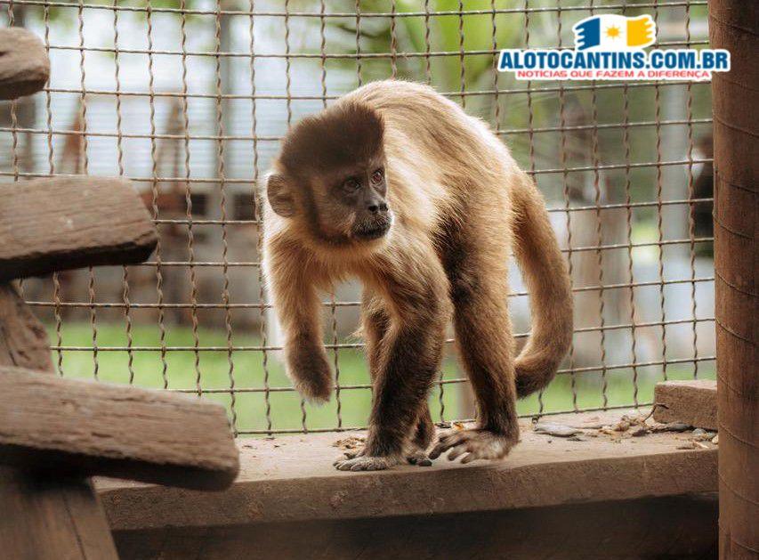 Com emenda de R$ 50 mil, Marcus Marcelo ajuda resgate e tratamento de animais silvestres.